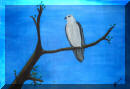 Sea Eagle Painting from Maggie's Gallery